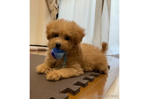 成約済の東京都のチワプー:チワワ×トイプードル-347829の3枚目