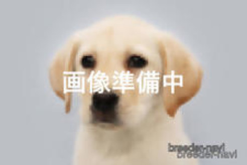 成約済の神奈川県のラブラドールレトリーバー-353019