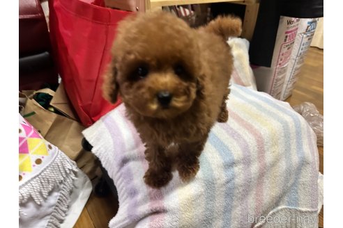 成約済の熊本県のトイプードル-353021の4枚目