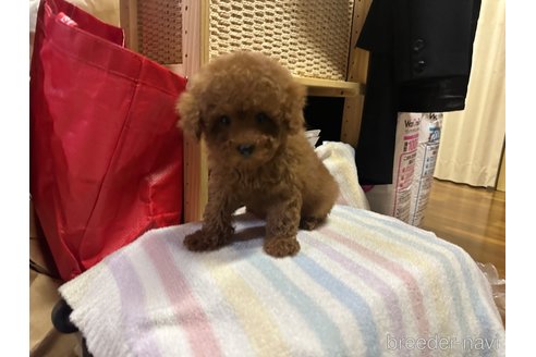 成約済の熊本県のトイプードル-353021の5枚目