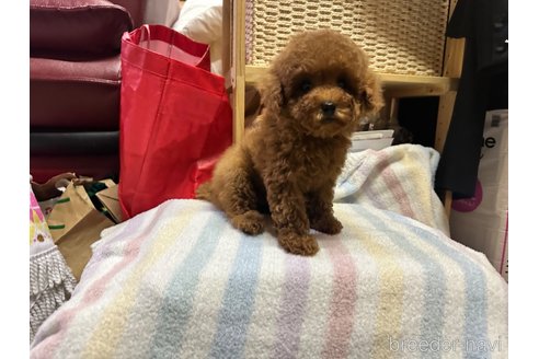 成約済の熊本県のトイプードル-353021の6枚目