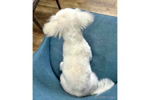 成約済の大阪府のマルチーズ-353049の2枚目