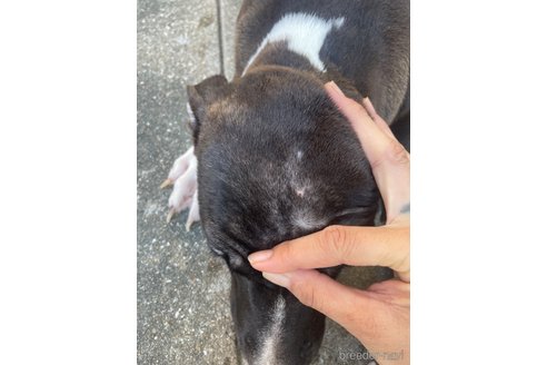 商談中の佐賀県のアメリカンピットブルテリア-353065の21枚目