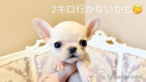 成約済の福岡県のミックス犬-353074の1枚目