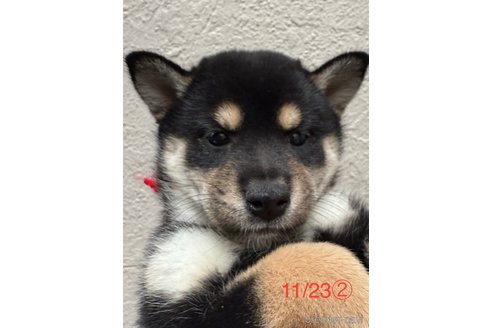 成約済の愛知県の柴犬-345641の10枚目