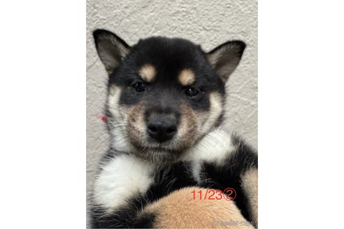 成約済の愛知県の柴犬-345641の9枚目