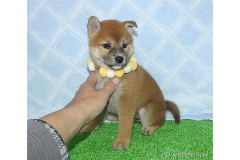 成約済の静岡県の柴犬-353089の5枚目