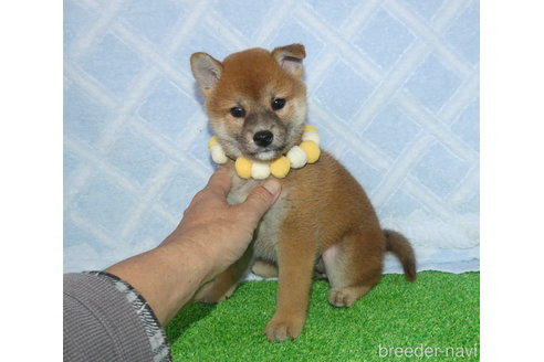 成約済の静岡県の柴犬-353089の4枚目