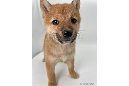 成約済の千葉県の柴犬-353097の8枚目