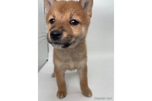 成約済の千葉県の柴犬-353097の9枚目