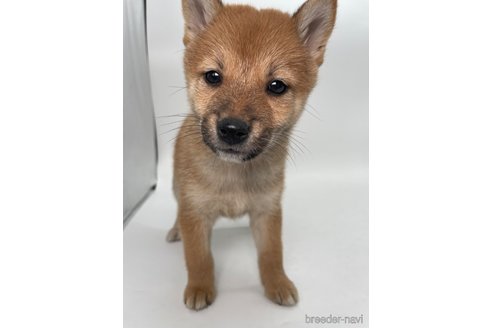 成約済の千葉県の柴犬-353097の10枚目