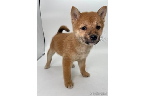 成約済の千葉県の柴犬-353097の11枚目