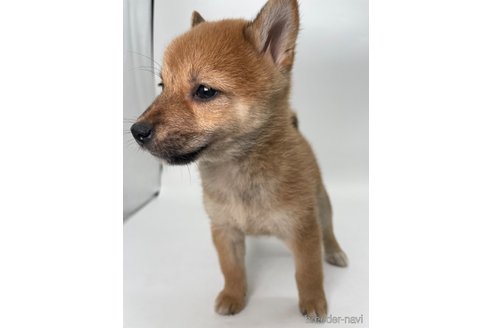 成約済の千葉県の柴犬-353097の2枚目