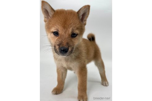 成約済の千葉県の柴犬-353097の3枚目