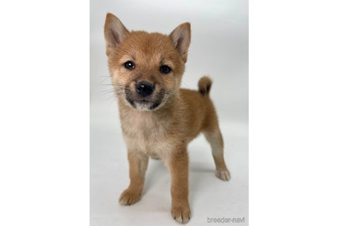 成約済の千葉県の柴犬-353097の4枚目