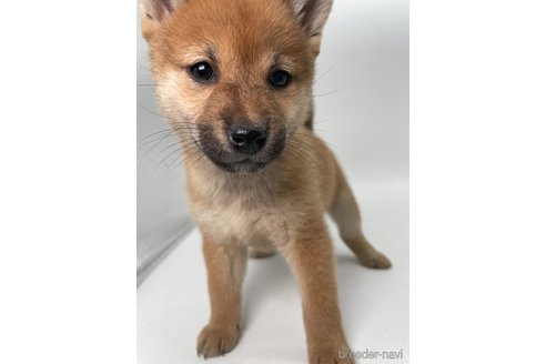 成約済の千葉県の柴犬-353097の5枚目