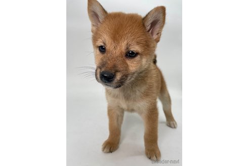 成約済の千葉県の柴犬-353097の6枚目