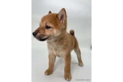 成約済の千葉県の柴犬-353097の7枚目