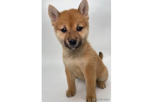 成約済の千葉県の柴犬-353100の2枚目