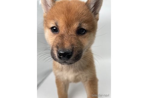 成約済の千葉県の柴犬-353100の3枚目
