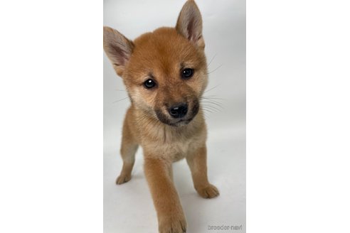 成約済の千葉県の柴犬-353100