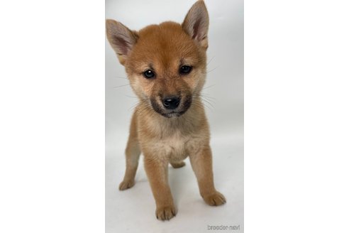 成約済の千葉県の柴犬-353100の4枚目