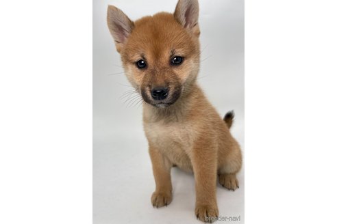 成約済の千葉県の柴犬-353100の5枚目