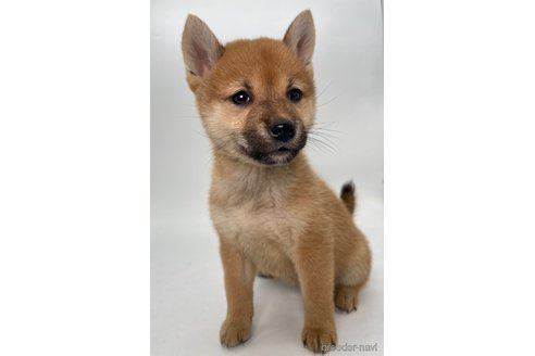 成約済の千葉県の柴犬-353100の6枚目