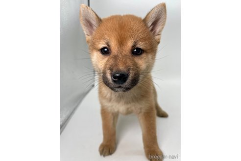 成約済の千葉県の柴犬-353100の7枚目