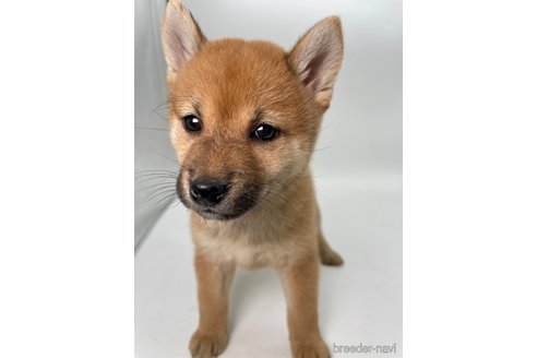成約済の千葉県の柴犬-353100の8枚目