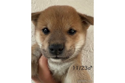成約済の愛知県の柴犬-348629の9枚目