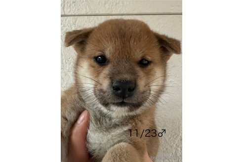 成約済の愛知県の柴犬-348629の10枚目