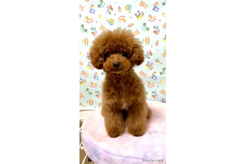 成約済の愛知県のティーカッププードル-328455の3枚目
