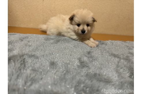 成約済の岐阜県のポメラニアン-351900の4枚目