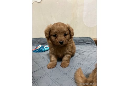 成約済の滋賀県のポメプー:ポメラニアン×トイプードル-351205の7枚目