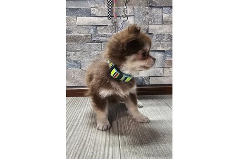 成約済の北海道のチワワ(ロングコート)-346671の2枚目