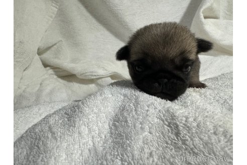 成約済の岐阜県のパグ-353145の21枚目