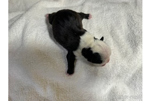 成約済の岐阜県のボストンテリア-353149の13枚目