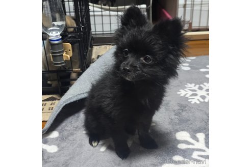成約済の岡山県のポメラニアン-332363の4枚目