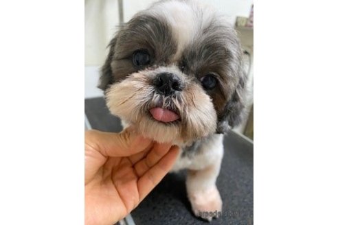 成約済の埼玉県のシーズー-351401の1枚目