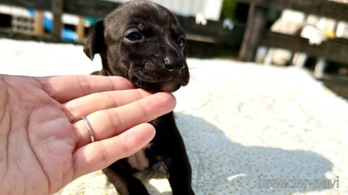 成約済の佐賀県のイタリアングレーハウンド(イタグレ)-353161の2枚目