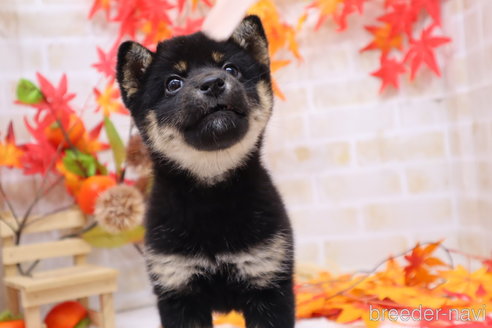成約済の東京都の柴犬-346651の6枚目
