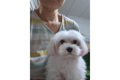 北さんホワイトドットコムちゃん1枚目