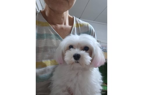 北さんホワイトドットコムちゃん1枚目