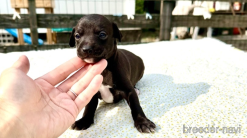 成約済の佐賀県のイタリアングレーハウンド(イタグレ)-353165の1枚目