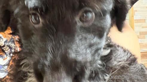 成約済の埼玉県のミックス犬-353172の1枚目