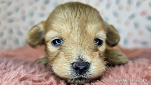 成約済の愛知県のミックス犬-349830の38枚目