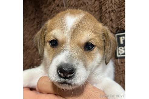 成約済の千葉県のジャックラッセルテリア-352594の3枚目