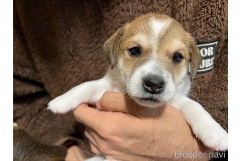 成約済の千葉県のジャックラッセルテリア-352594の1枚目