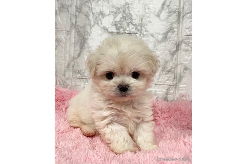 成約済の北海道のミックス犬-353203の3枚目